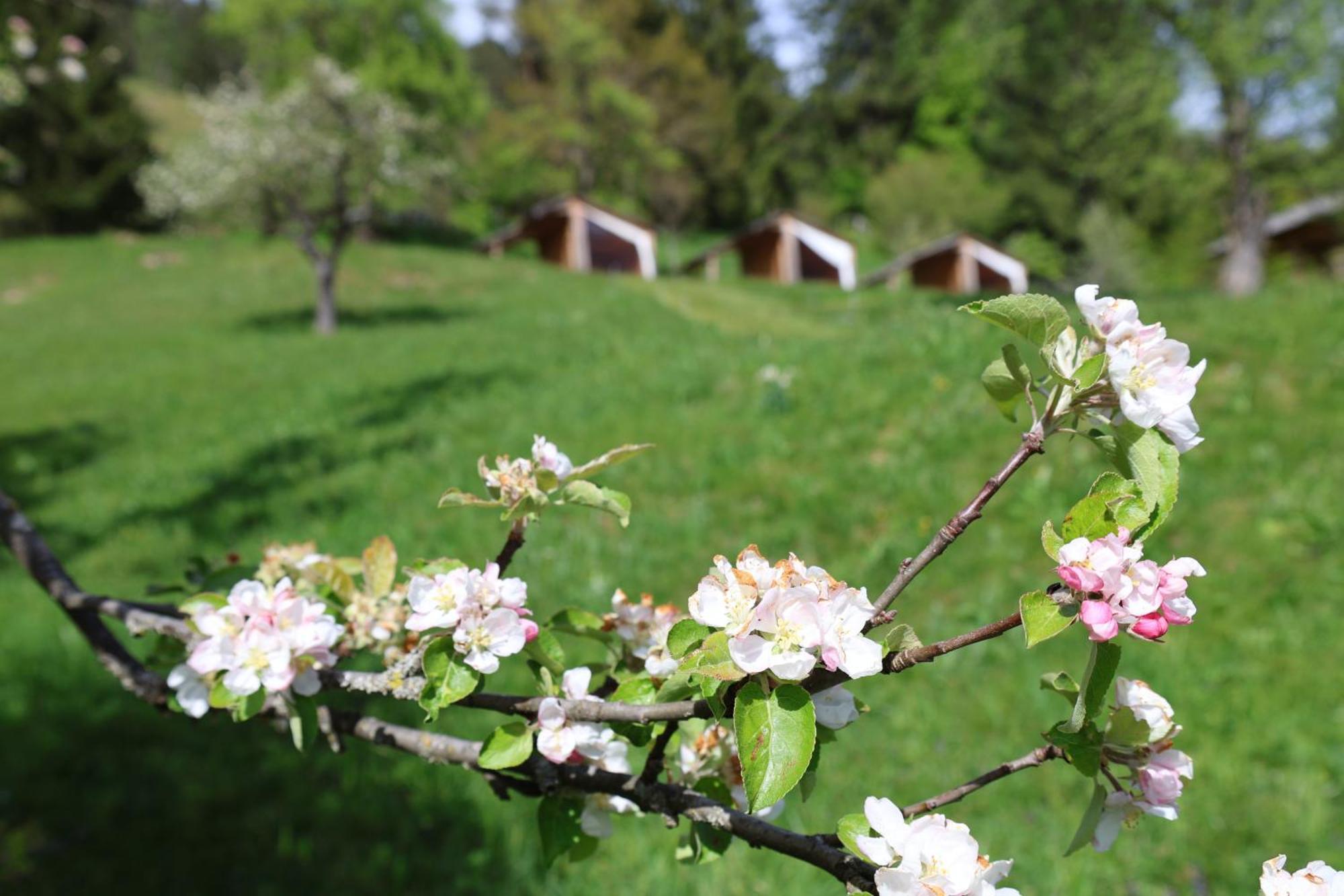 Mountain View Glamping Vila Dovje Exterior foto